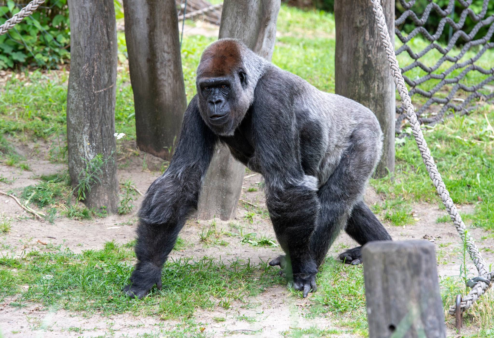 Mpenzi. Berlin Zoo. 15-07-2026.