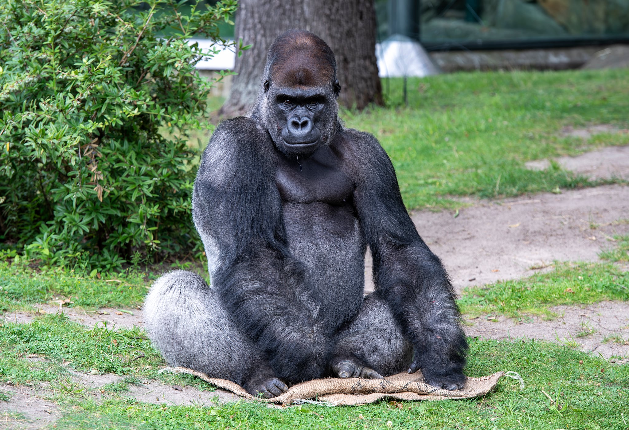Sango. Berlin Zoo. 15-07-2026.