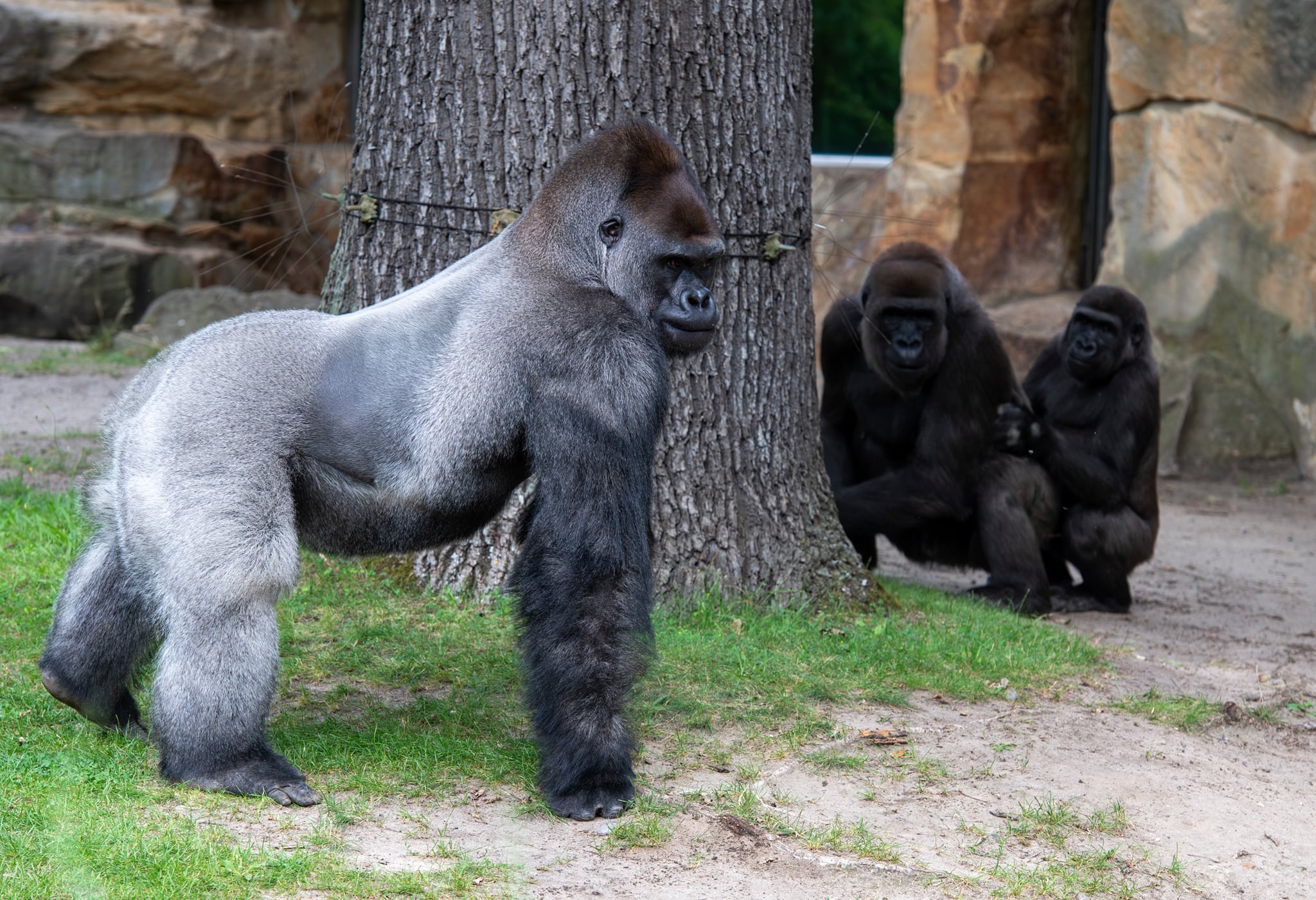 Berlin Zoo. 15-07-2026.