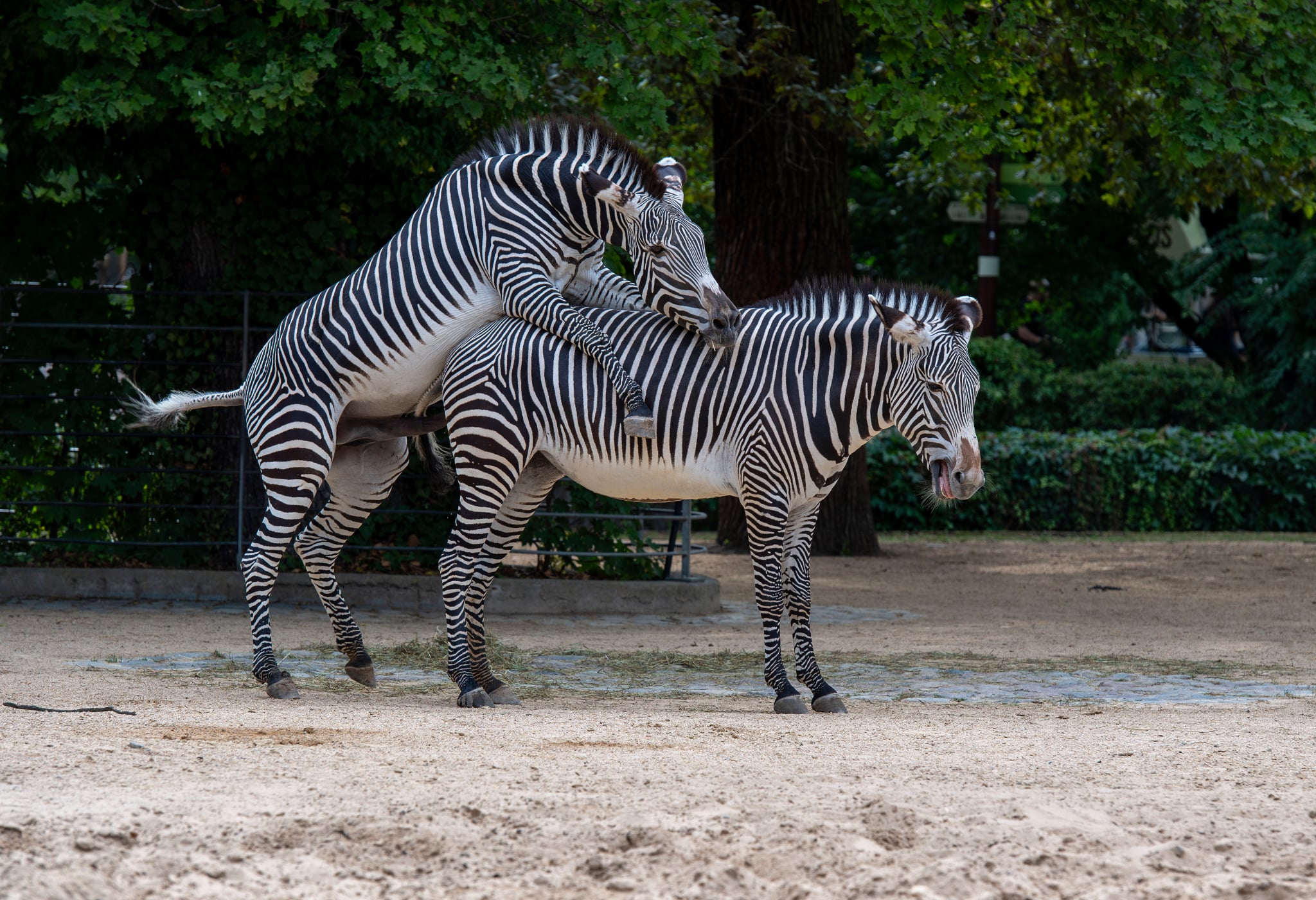 Berlin Zoo. 15-07-2026.