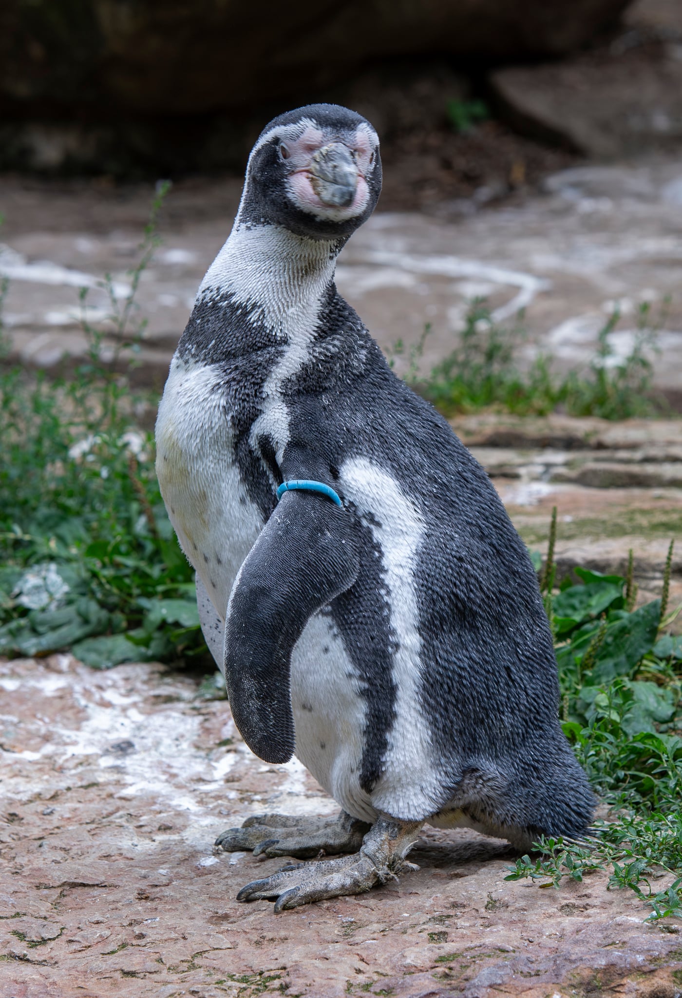 Berlin Zoo. 15-07-2026.