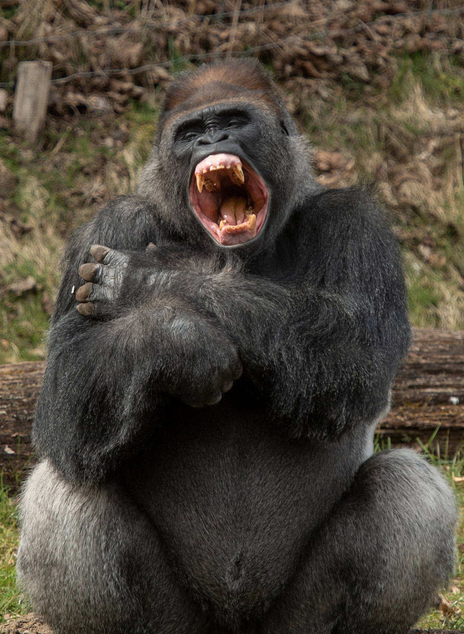 Givskud Zoo