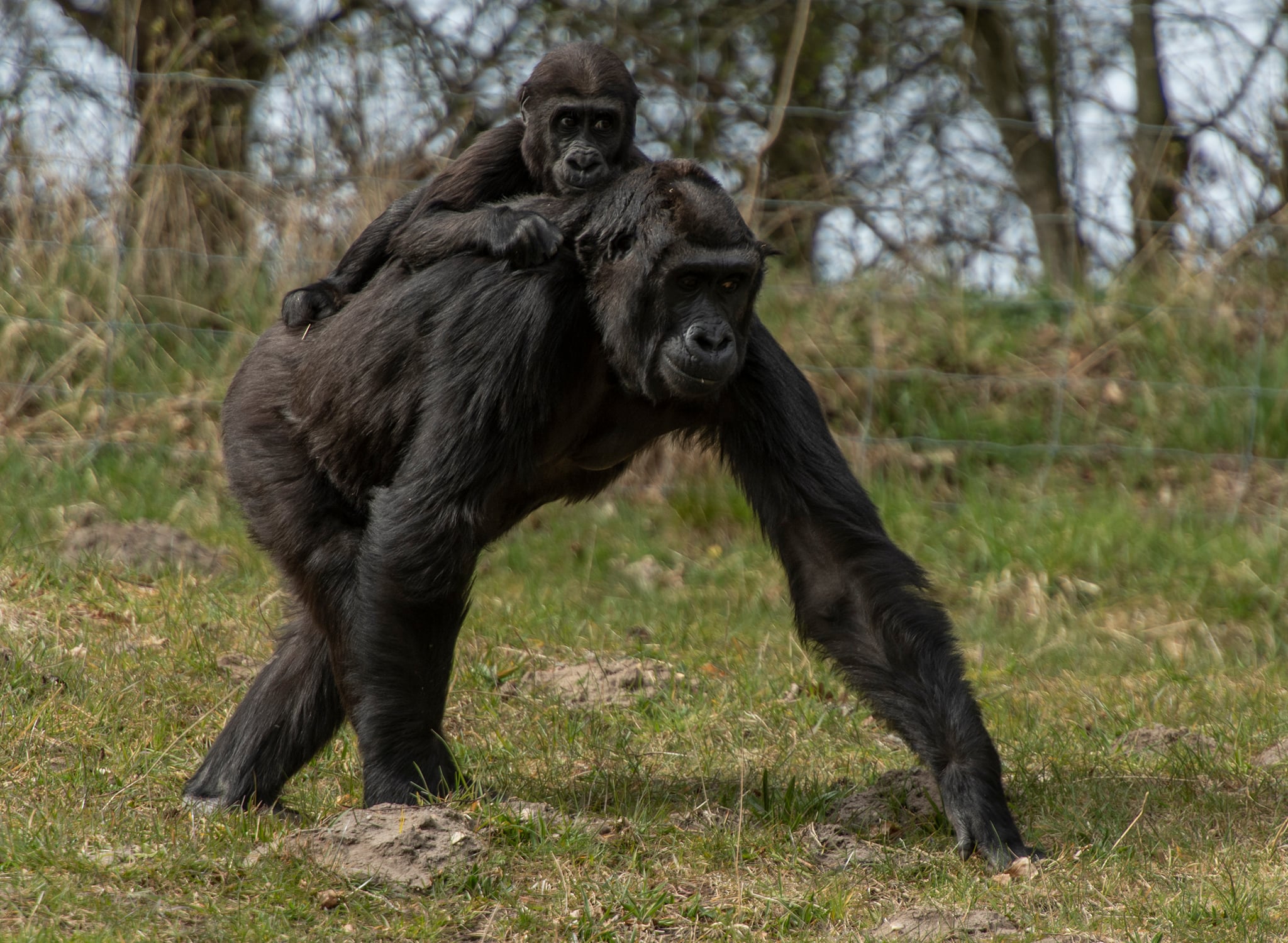 Givskud Zoo