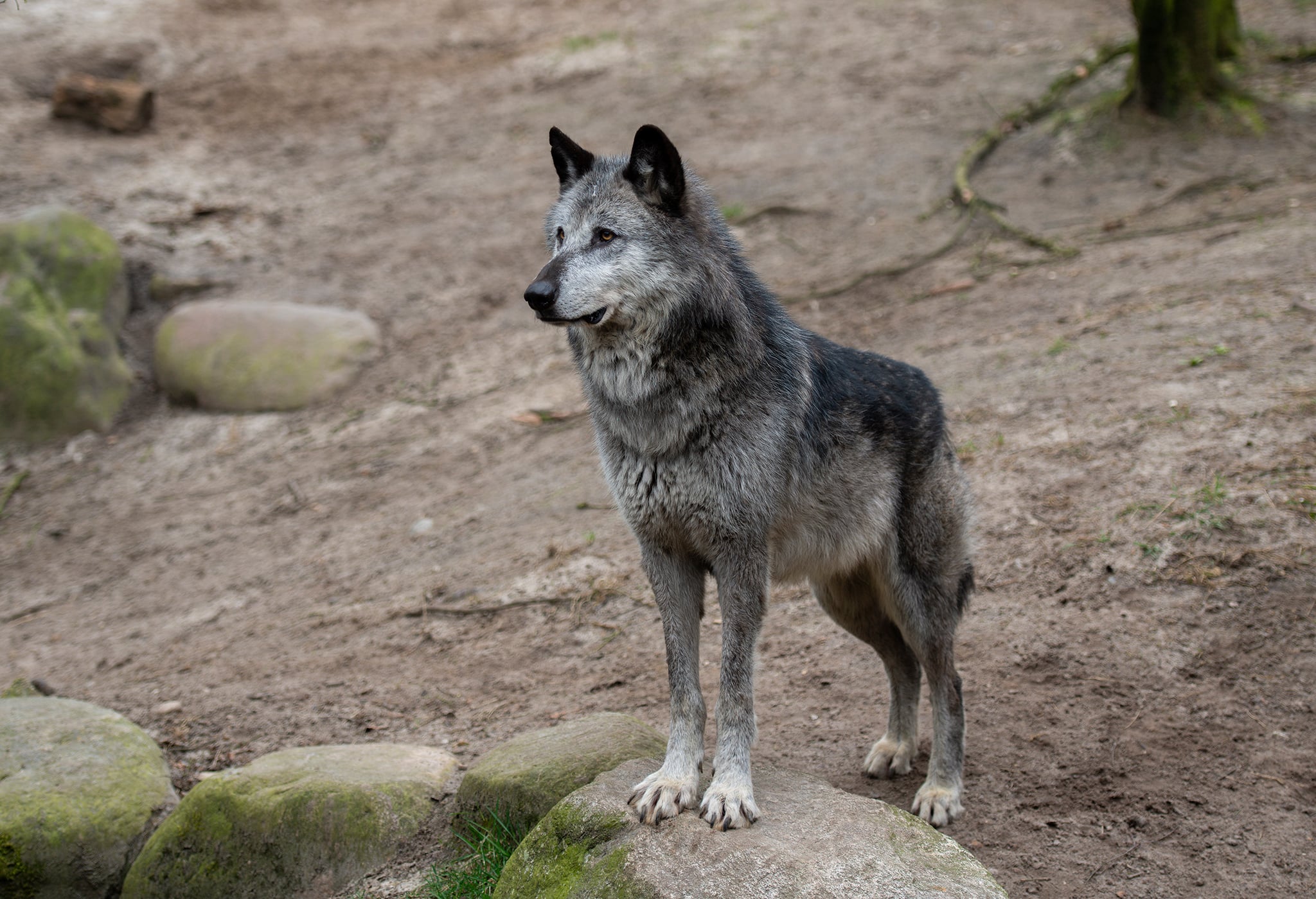 Givskud Zoo. 13-04-2026.