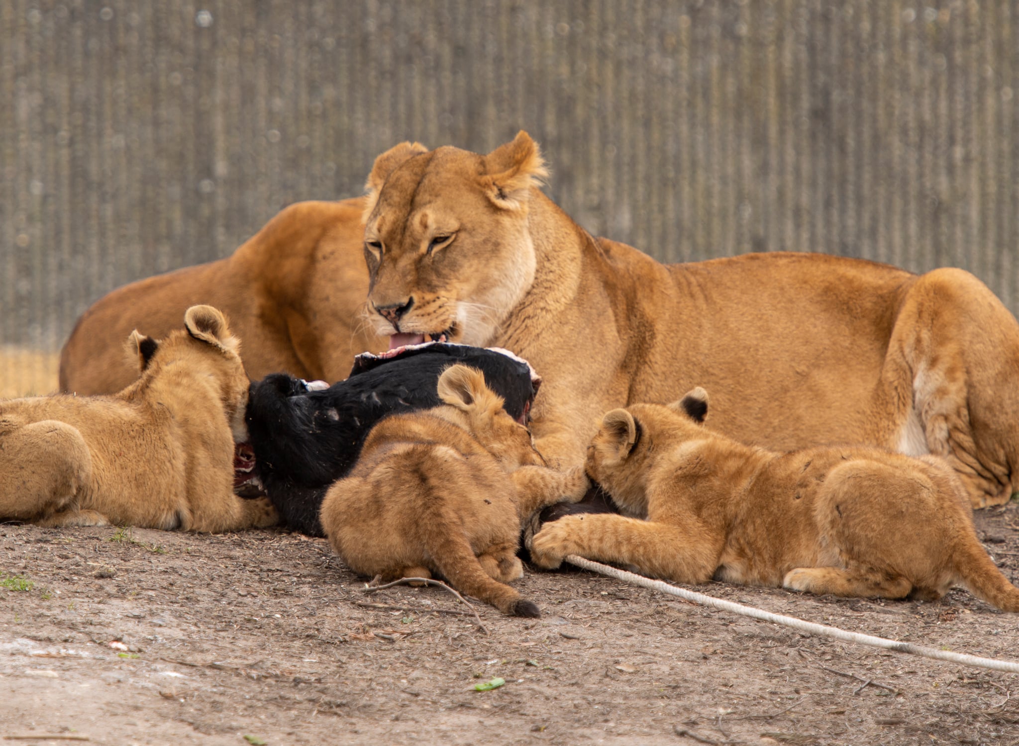 Zoologisk Have, København