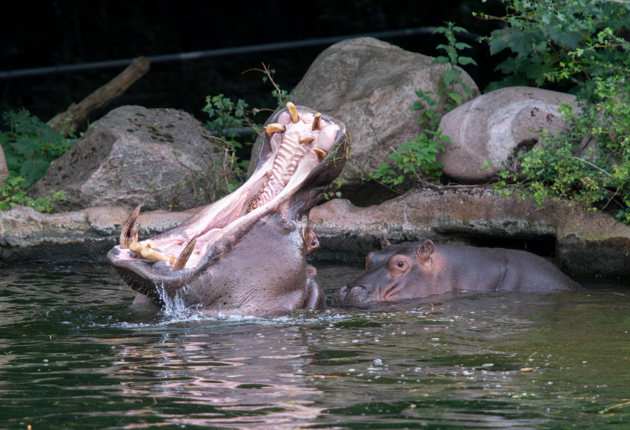 Zoologisk Have, København. 10-07-2026.